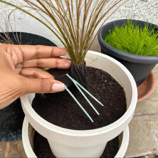 Tips for planting and caring for sesleria caerulea