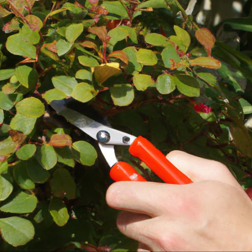 Tips for planting and caring for shrubs in august