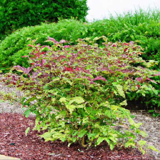 Tips for planting and caring for shrubs in july