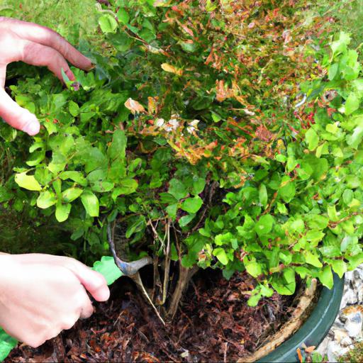 Tips for planting and caring for shrubs in june