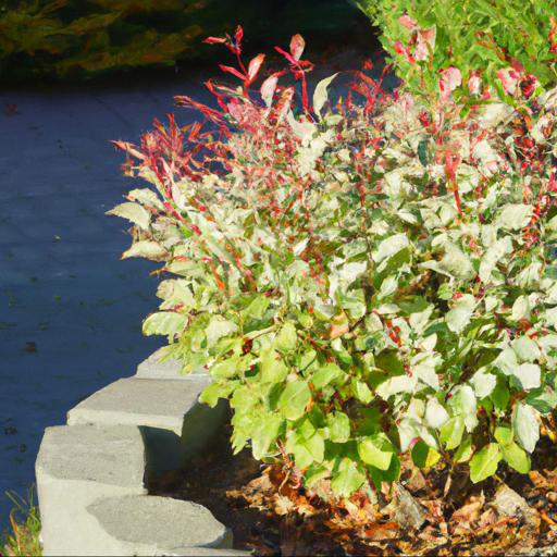 Tips for planting and caring for shrubs in october