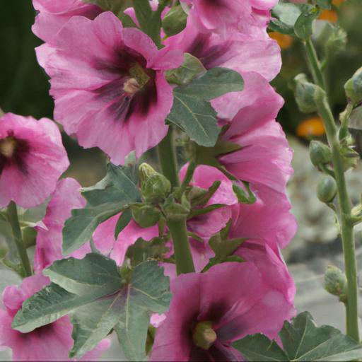 Tips for planting and caring for sidalcea elsie heugh