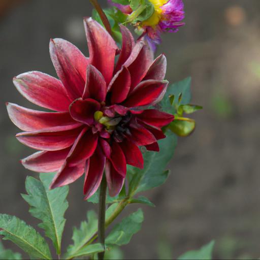 Tips for planting and caring for single flowered dahlias