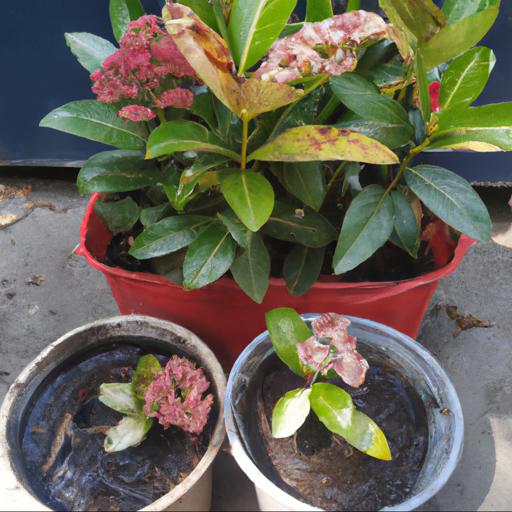 Tips for planting and caring for skimmia japonica rubella