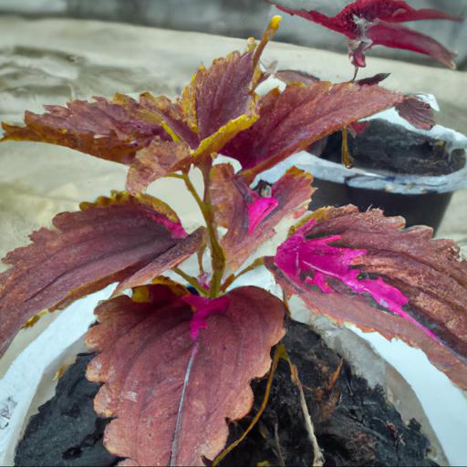 Tips for planting and caring for solenostemon trusty rusty