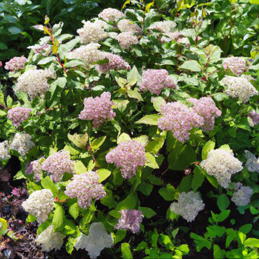 Tips for planting and caring for spiraea japonica albiflora