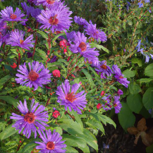 Tips for planting and caring for symphyotrichum novi belgii royal ruby