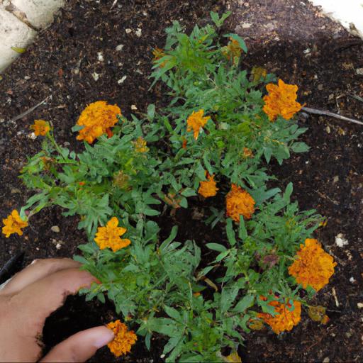 Tips for planting and caring for tagetes dainty marietta