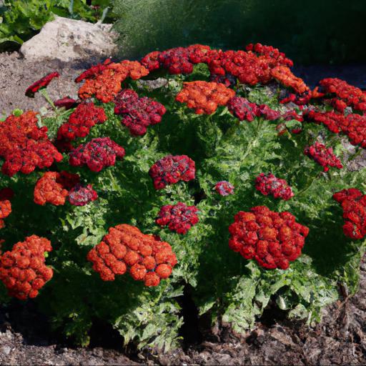 Tips for planting and caring for tanacetum coccineum robinsons red