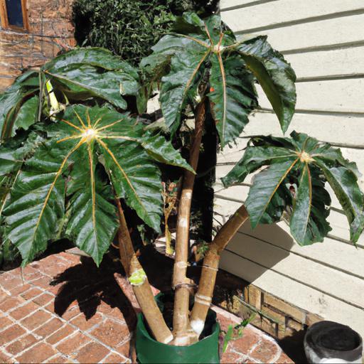 Tips for planting and caring for tetrapanax papyrifer rex