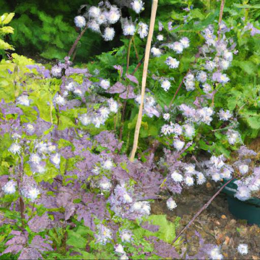 Tips for planting and caring for thalictrum aquilegiifolium thundercloud