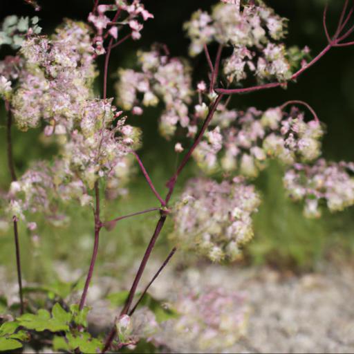 Tips for planting and caring for thalictrum aquilegiifolium var