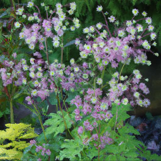 Tips for planting and caring for thalictrum kiusianum