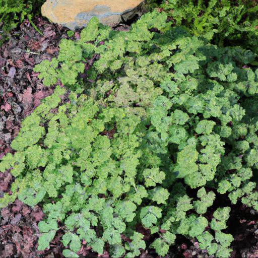 Tips for planting and caring for thalictrum minus adiantifolium