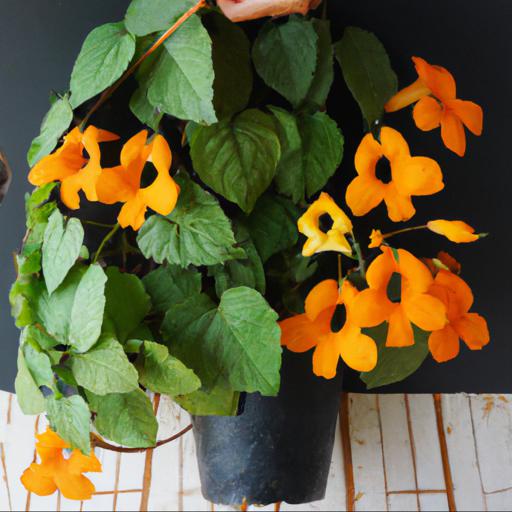 Tips for planting and caring for thunbergia alata superstar orange