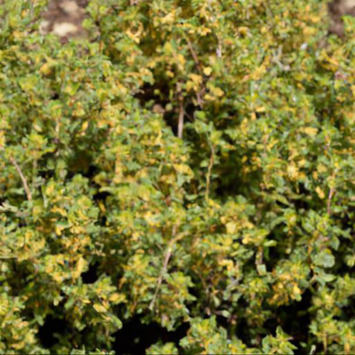 Tips for planting and caring for thymus citriodorus archers gold