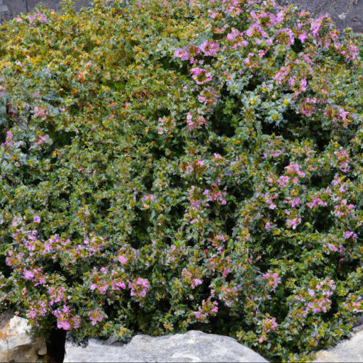 Tips for planting and caring for thymus citriodorus variegata