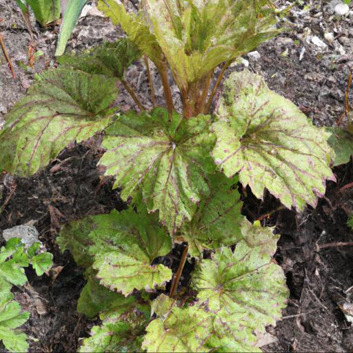 Tips for planting and caring for tiarella cordifolia