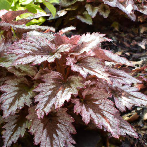 Tips for planting and caring for tiarella iron butterfly