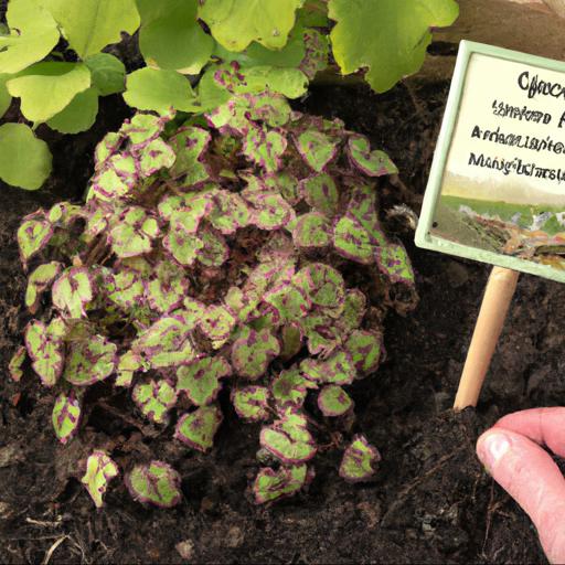 Tips for planting and caring for tiarella jeepers creepers