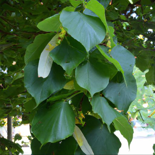 Tips for planting and caring for tilia cordata green globe