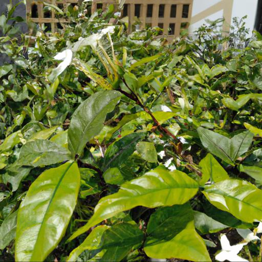 Tips for planting and caring for trachelospermum jasminoides