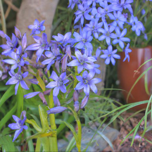 Tips for planting and caring for triteleia laxa foxy