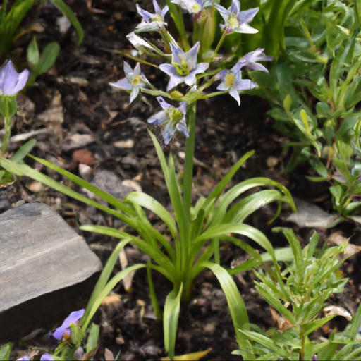 Tips for planting and caring for triteleia laxa silver queen