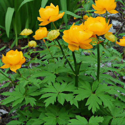 Tips for planting and caring for trollius chinensis golden queen