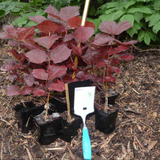 Tips for planting physocarpus lady in red