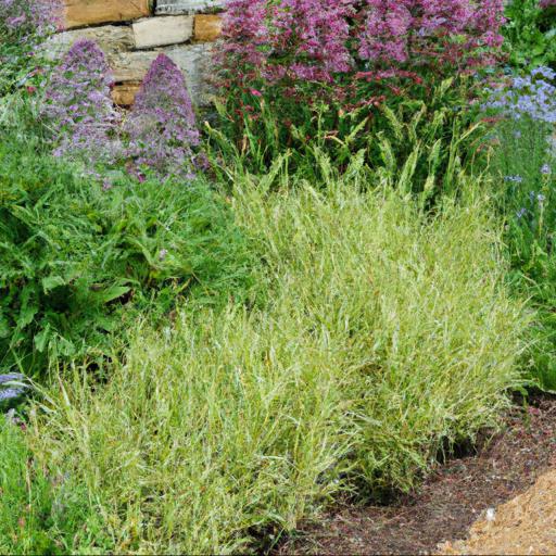 Tips for planting top plants for the back of a border