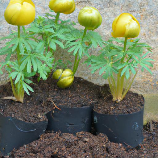 Tips for planting trollius x cultorum alabaster