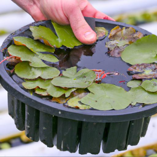 Tips for planting waterlilies