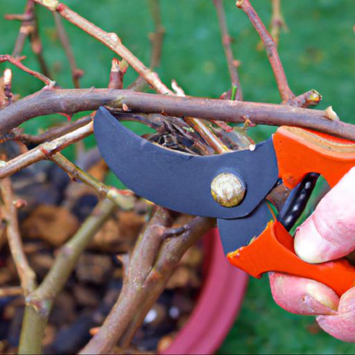 Tips for pruning dormant plants in winter