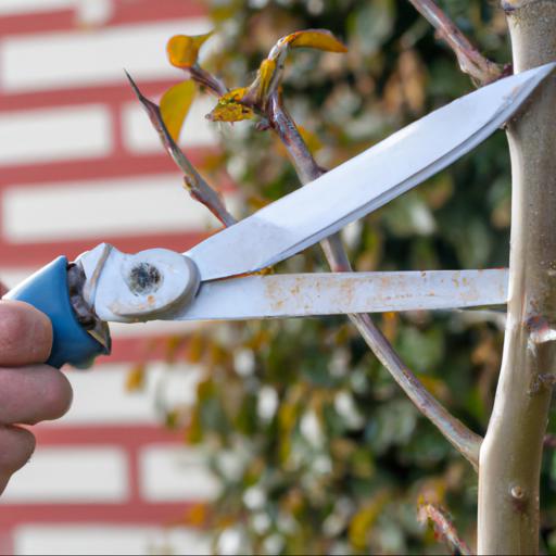 Tips for pruning trees and shrubs