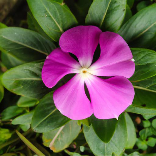 Types of flowers that attract bees