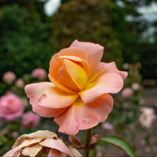 Types of roses found in rosa kew gardens