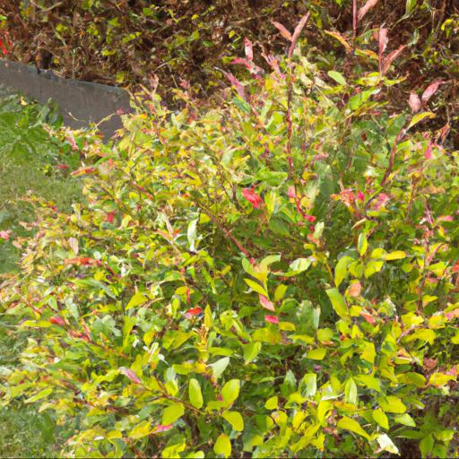 Types of shrubs that look good in july