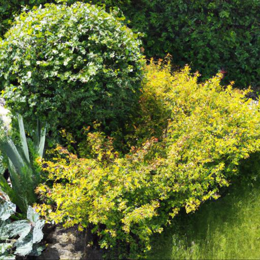 Types of shrubs that look good in june