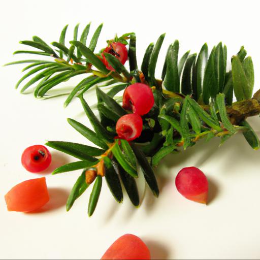 Uses and benefits of taxus baccata