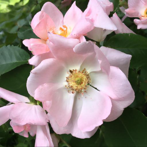 Uses of rosa (floribunda group) togmeister