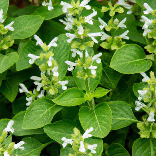 Uses of salvia sclarea var