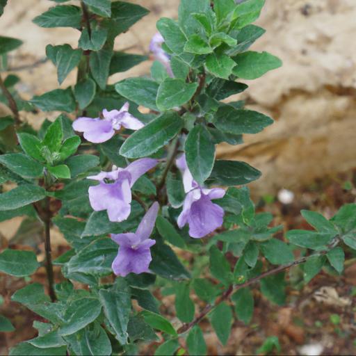 Uses of scutellaria suffrutescens texas rose