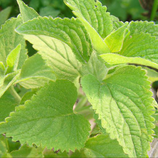 Uses of the lamiaceae plant family