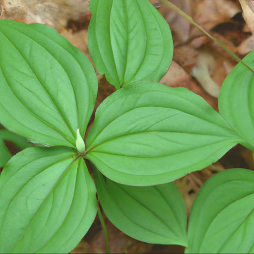 Uses of trillium chloropetalum